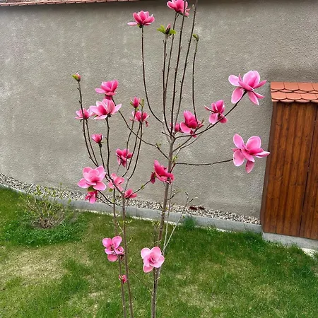 Statek Pazderna 3* Pazderna